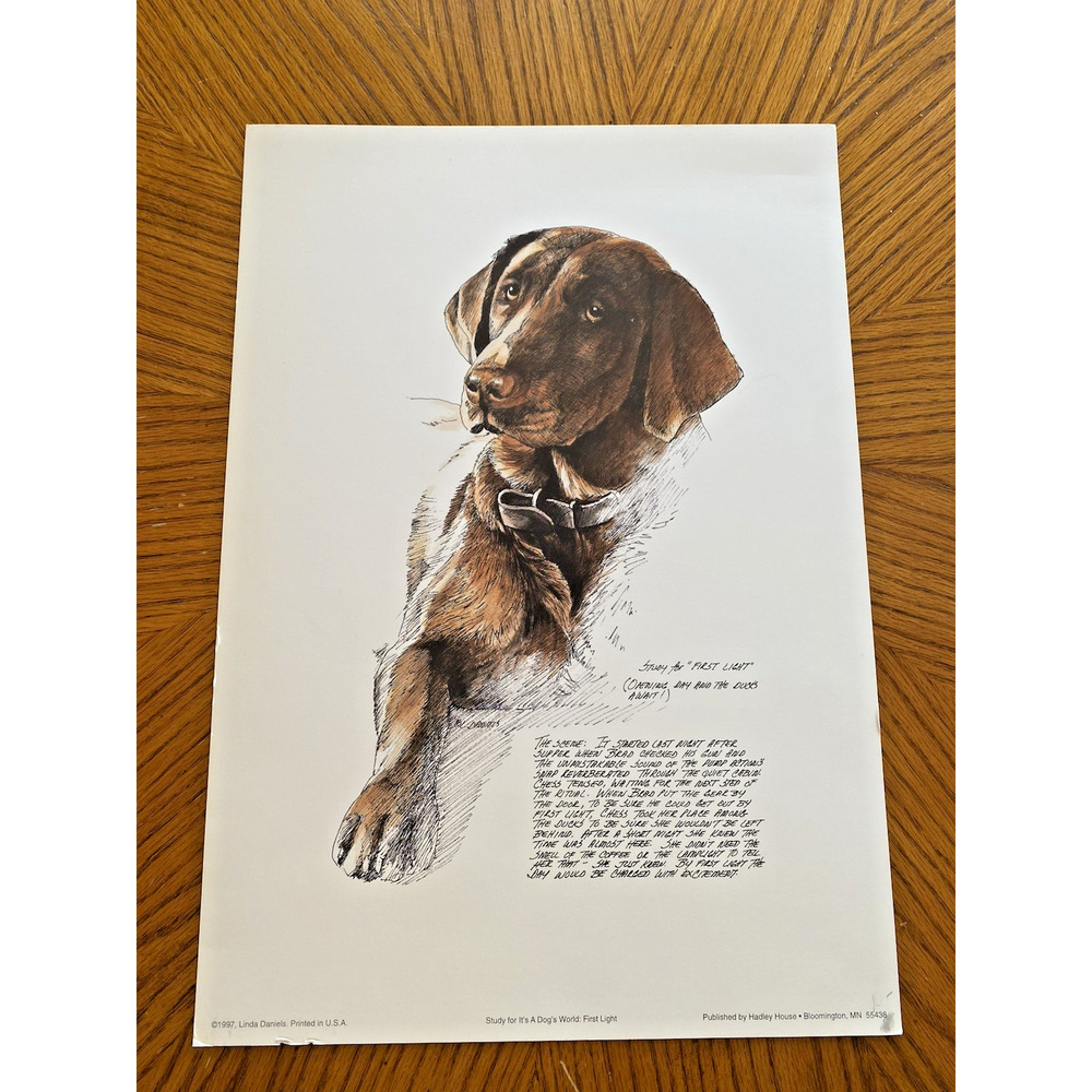 Chocolate Brown Lab Labrador Retriever Art Print Linda Daniels Artist Proof